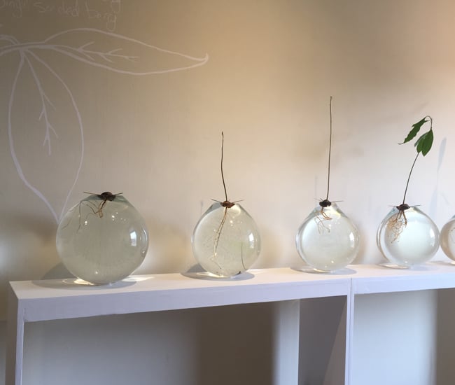 Grow Op Gladstone hotel