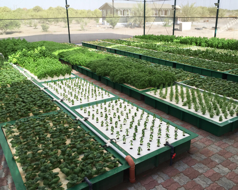Waterfarmers by FloNergia, demonstrates the concept of aquaponics. Food sustainability